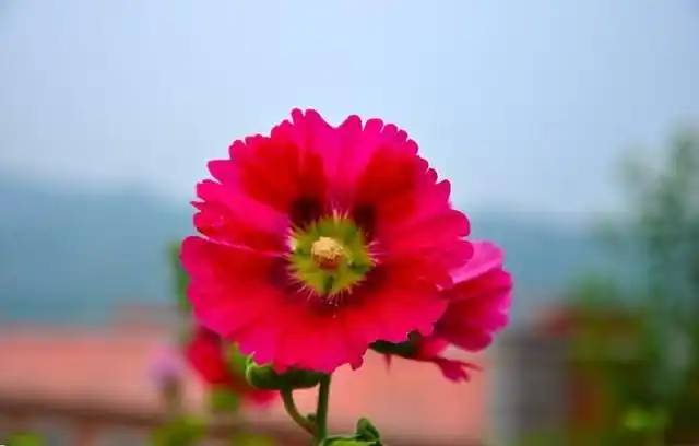 紫萱是一种菊科植物的草花,浅紫色,每到春天风一吹过,到处都是,像