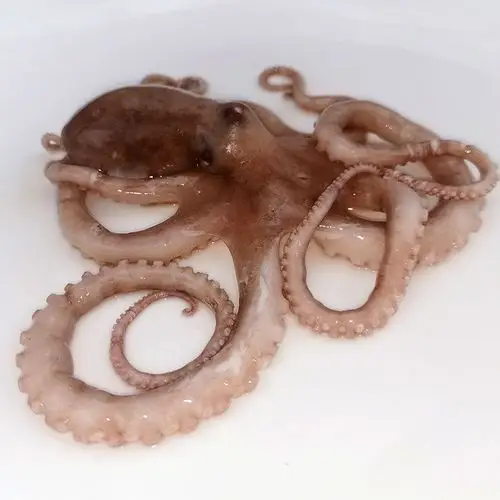 长腿八爪鱼爆头章鱼4斤鲜活海鲜水产八抓鱼大冷冻章鱼