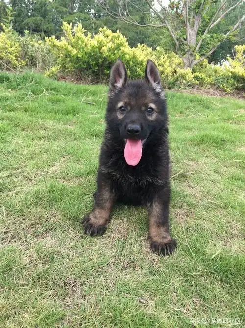 小狼狗多少钱一只