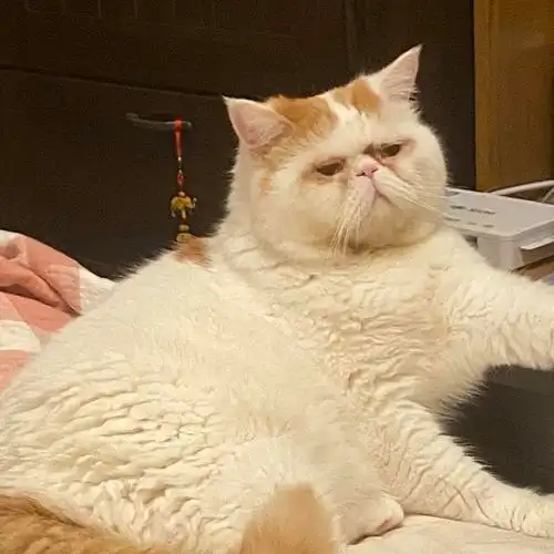 家里养了只肥肥了扁脸加菲