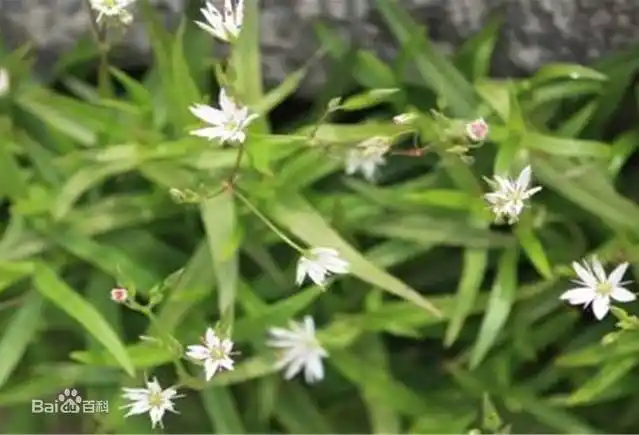 沼生繁缕二歧聚伞花序,花序梗长7-10厘米;苞片披针形至狭卵状披针形