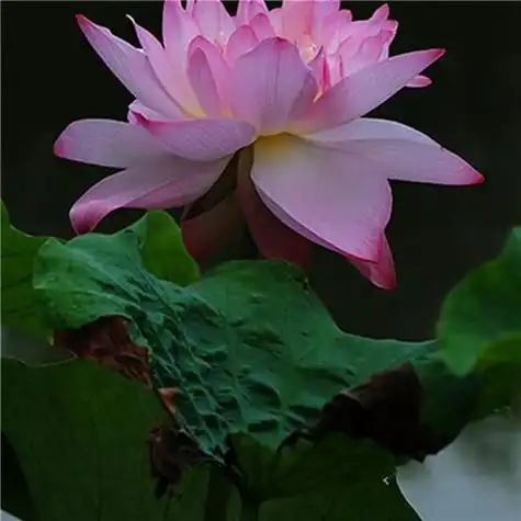 最漂亮荷花大全头像