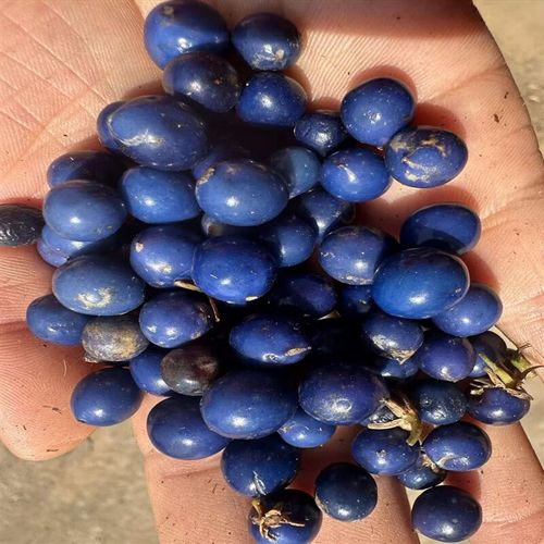 楓隅麦冬种子四季细叶花籽种籽籽 麦冬草种子一斤