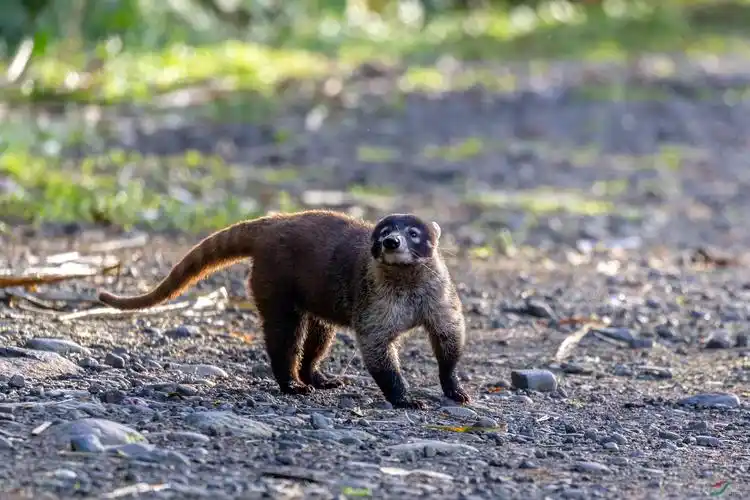 白鼻浣熊 - 野生动物版 鸟网