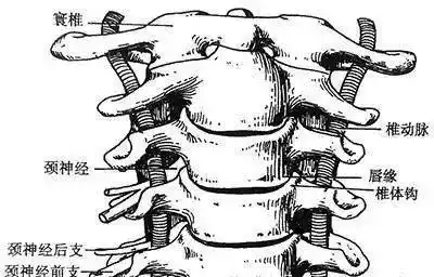 有关解剖:钩椎关节此病发生在3~6颈椎,易发于长期固定姿势工作有颈部