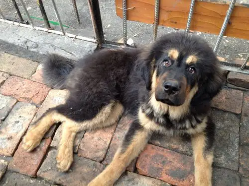 两个月的铁包金小藏獒有几公斤?脚有多粗?毛长不长?凶不凶?