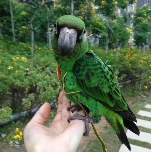 3000~4000元首选 贾丁氏鹦鹉 你认识这种小众鹦鹉吗?
