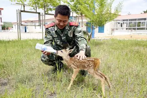 呼伦贝尔森警救助国家二级保护动物狍子