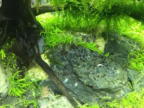 草缸黑毛藻求助