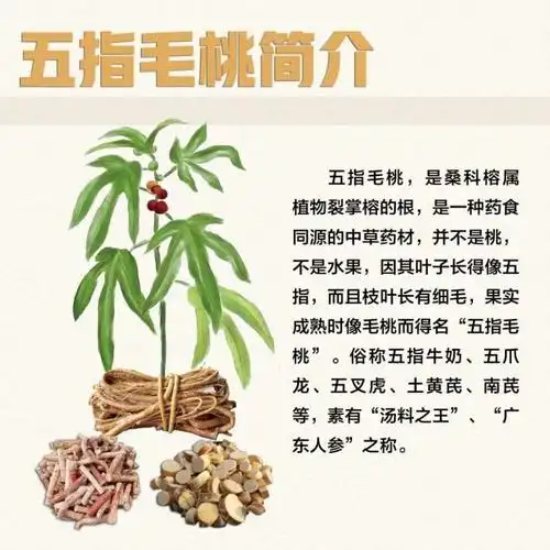 牛奶根和五指毛桃泡酒的功效与作用_五指枇杷根功效与作用_牛奶根图片