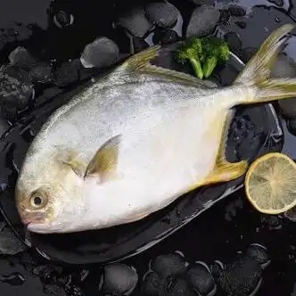 新鲜金鲳鱼特大号金鲳鱼批发鲳鱼平鱼鲳鱼海鲜水产 大号0.8-1斤 3条