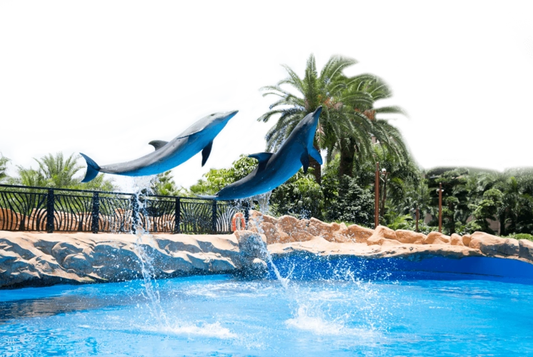 30感受海洋世界的美妙邀你前往梦幻"水底"更有"萌"面担当——海豚拥有