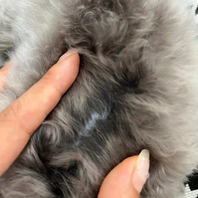 4个半月泰迪返灰,什么情况底色又变回黑色了,又知道这种情况的吗?