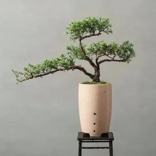 台湾真柏#盆景  #盆景艺术  #我的养花日常