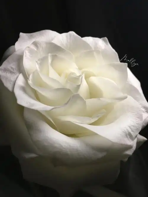 非常纯洁无暇的白玫瑰|骄傲