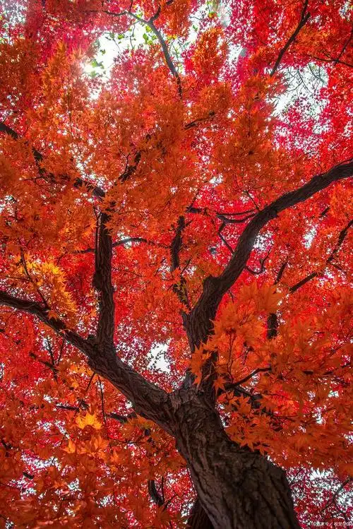 10个技巧,教你拍出质感清晰,唯美好看的红叶照片