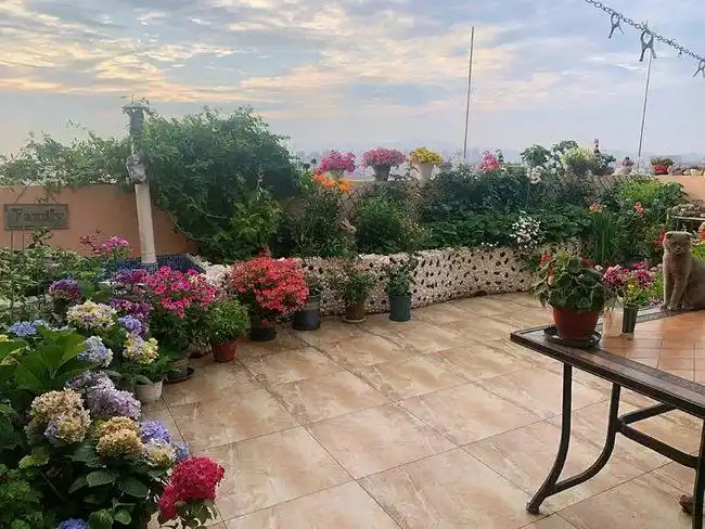 她花了1年半,在40平米露台上实现了可以自由切花的花园梦