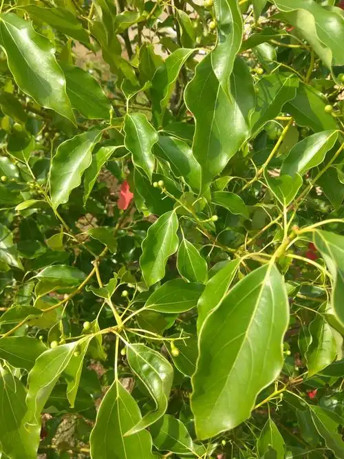 这个也是樟树吗,不过它有好多红色叶子,而且有小豆豆一样的果实还是