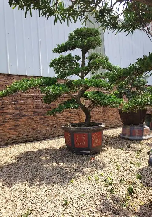 多瑙梦大型罗汉松园艺盆景树桩盆栽植物四季常青绿植庭院台湾金钻迎客