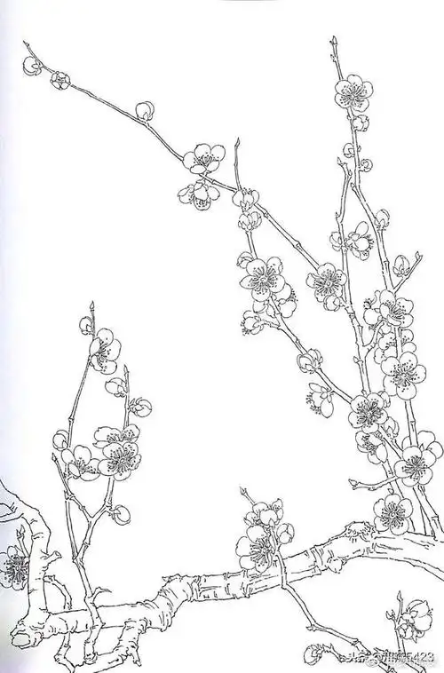 梅花白描画谱