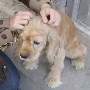 再有七天,如果没人领养,娜娜就要被六眼安乐了,急找领养!