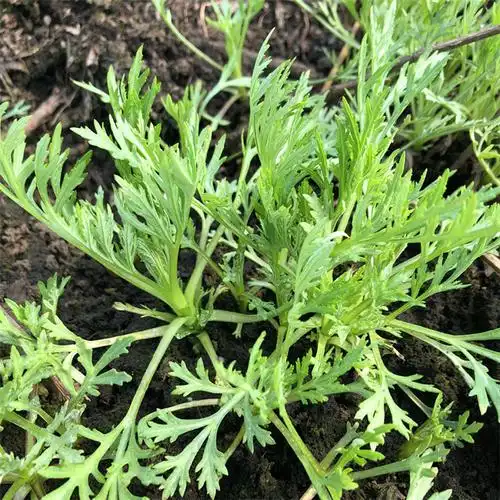 柳蒿长白山野生东北野菜新鲜水蒿酱菜2斤包邮其它