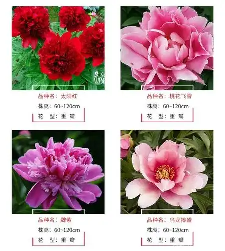 一大波芍药来袭,芍药和牡丹有什么区别?