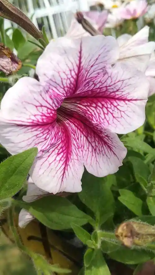 有单瓣的,也有重瓣的.色彩十分艳丽.