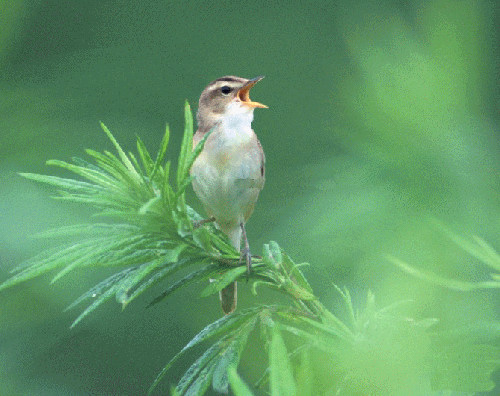 魂牵梦绕采集到动态鸟儿