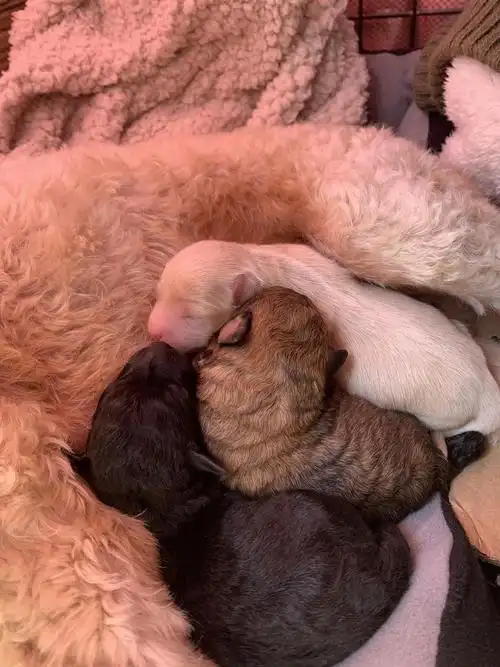 我家刚出生的小狗崽