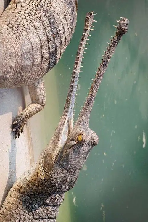 鳄目长吻鳄科长吻鳄