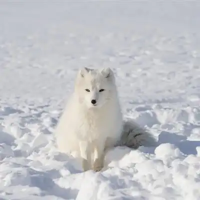 可爱狐狸头像聪明狡猾的狐狸图片