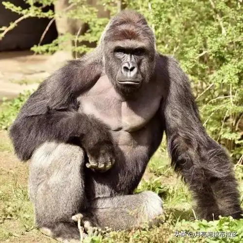 头条问答 - 一只成年的银背大猩猩,和比特犬搏斗可以坚持多久?为什么?