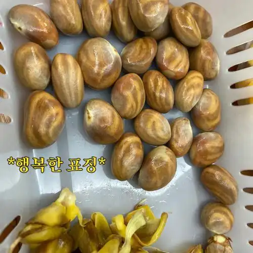 菠萝蜜种子还真是第一次吃