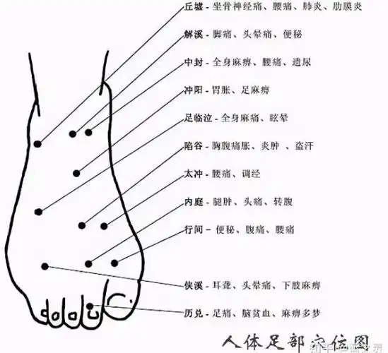 脚的各个部位详细图 脚主要是分为几个部分组成