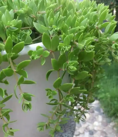 野生垂盆草鲜活植物驱蚊草垂吊绿植盆栽阳台花卉除甲醛吊兰垂盆草30株