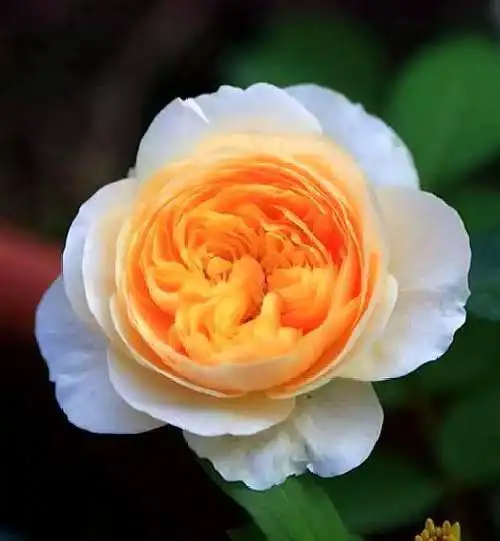 世界最名贵的玫瑰花,价值2600多万,蓝色妖姬跟它比就是个弟弟