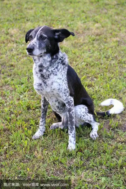 黑白狗,黑白狗图片,黑白狗图片