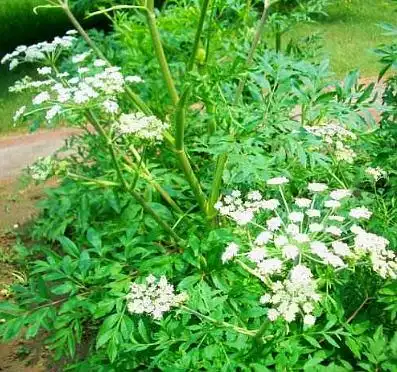 【基原】为伞形科植物兴安白芷,川白芷,杭白芷或云南牛防风的根.
