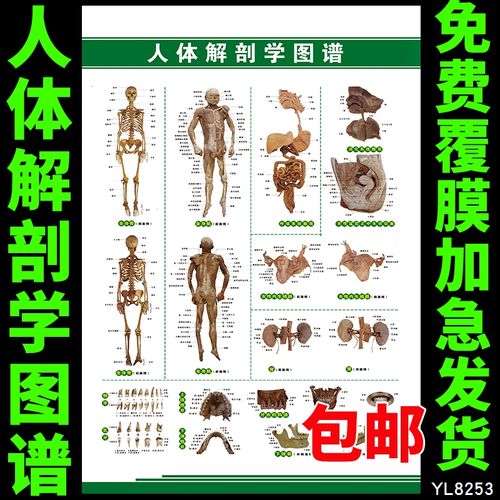 人体解剖学图片海报 医院医学人体结构解剖大挂图 科室装饰墙贴画