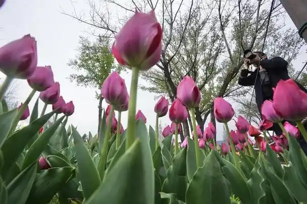 中山公园,北京国际鲜花港等七大展区,打造郁金香观赏面积约16万平方米