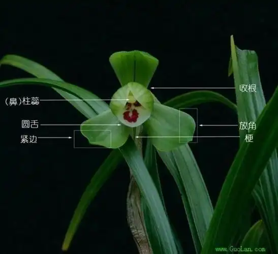 怎样区分兰花品种?-骑乐看风景的回答-头条问答