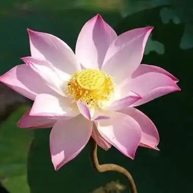 0荷花头像淡雅馨香出淤泥不染的荷花