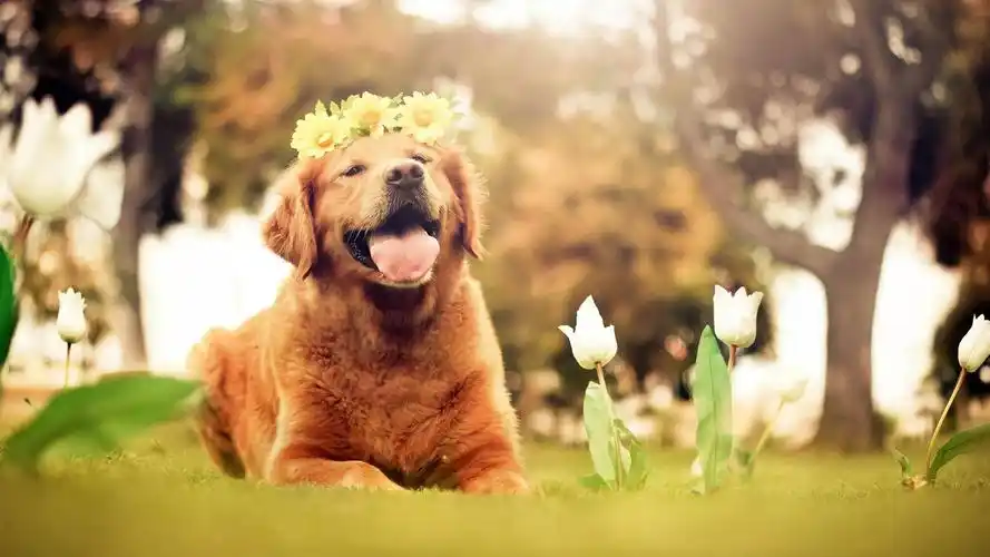 可爱小狗图片桌面壁纸