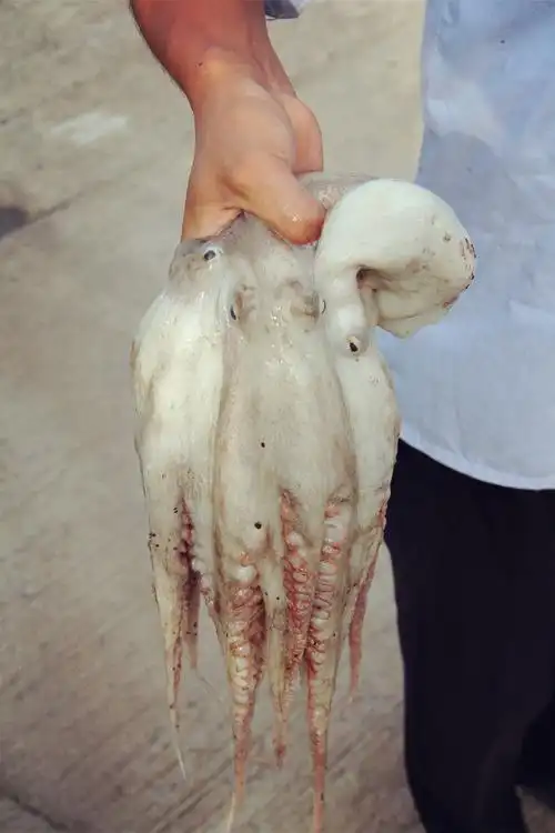 新鲜的活章鱼哦 东极岛风景区