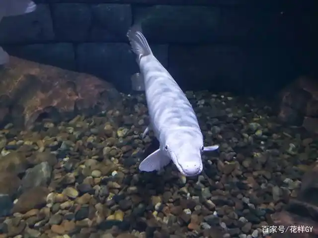 白化雀鳝,听说很名贵哟