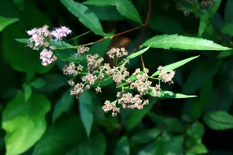 【光叶粉花绣线菊】蔷薇科,绣线菊属