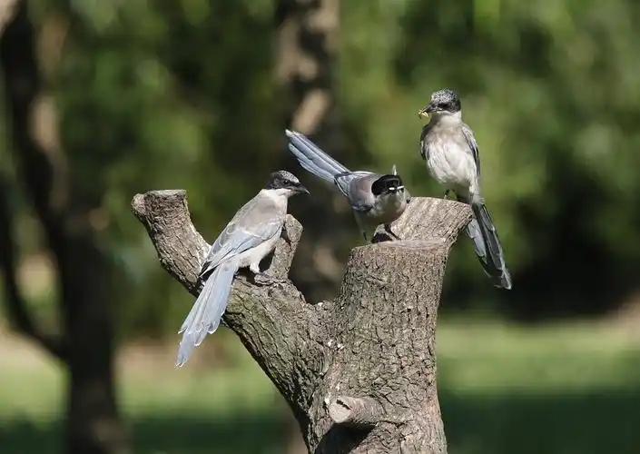 鸟片一组;灰喜鹊;八哥