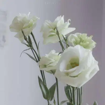 白色系_唯美图片_我要个性网