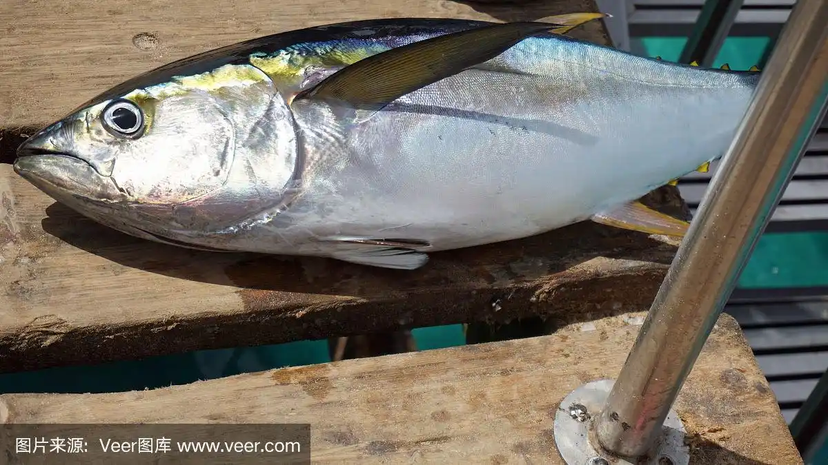 黄鳍金枪鱼
